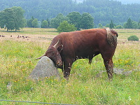 Bek